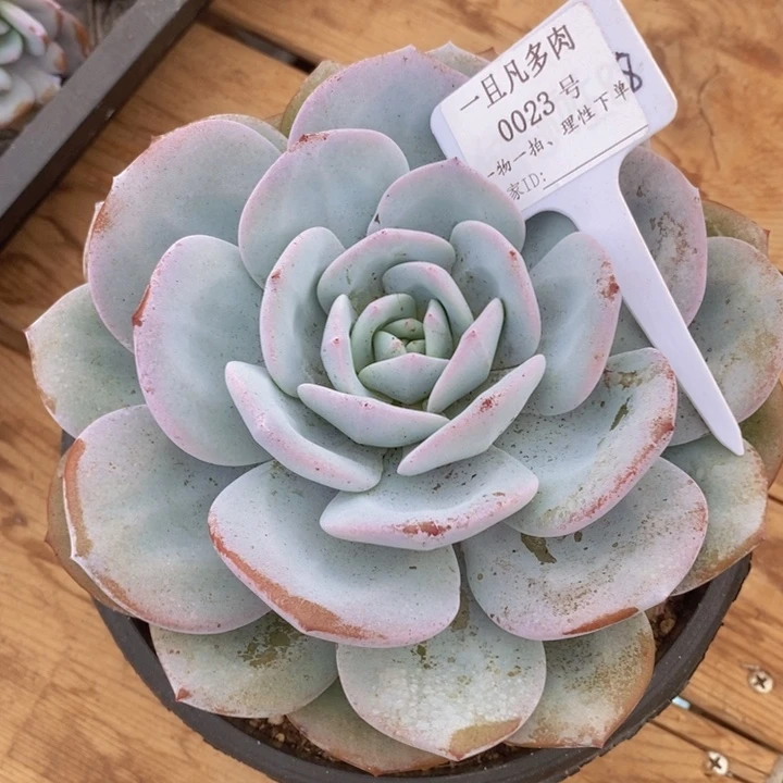 英***子这么早还去找了她