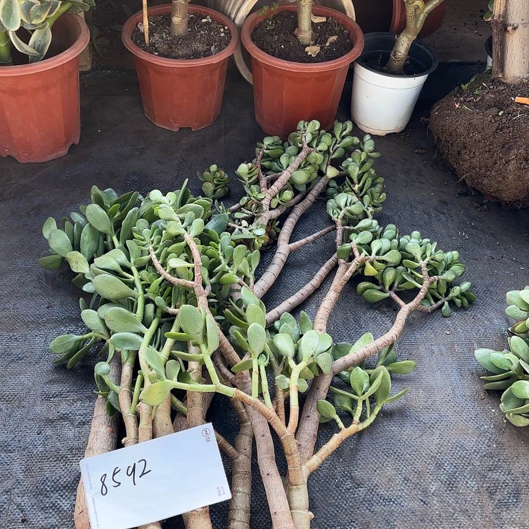 8592枝条8颗不售后裸发