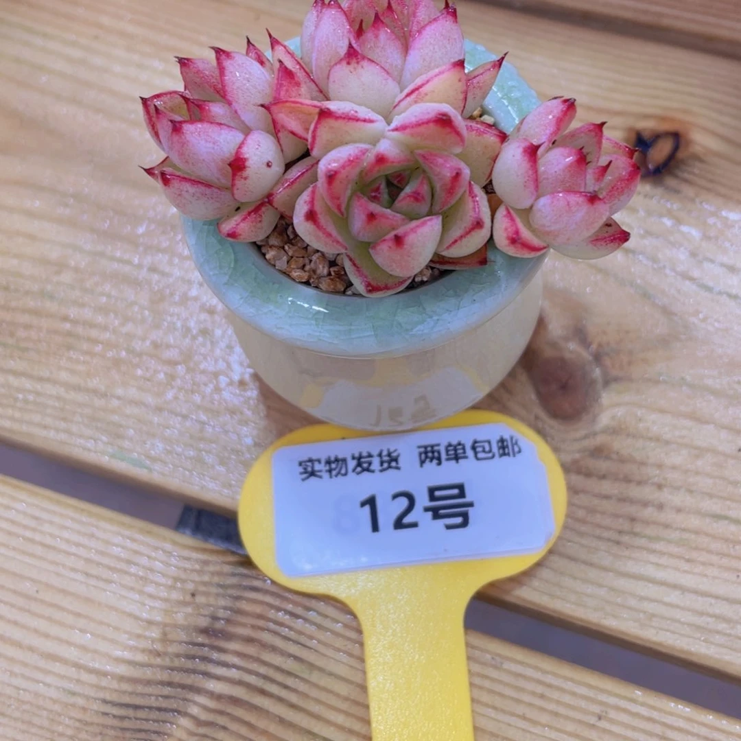 12号 全状态飘枝女王群