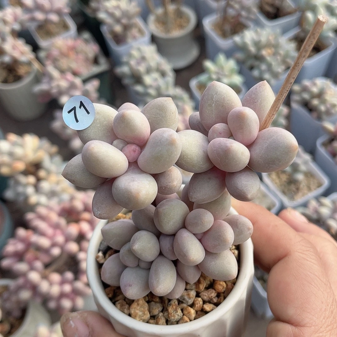 贵妃奶 脱土发货 6口盆