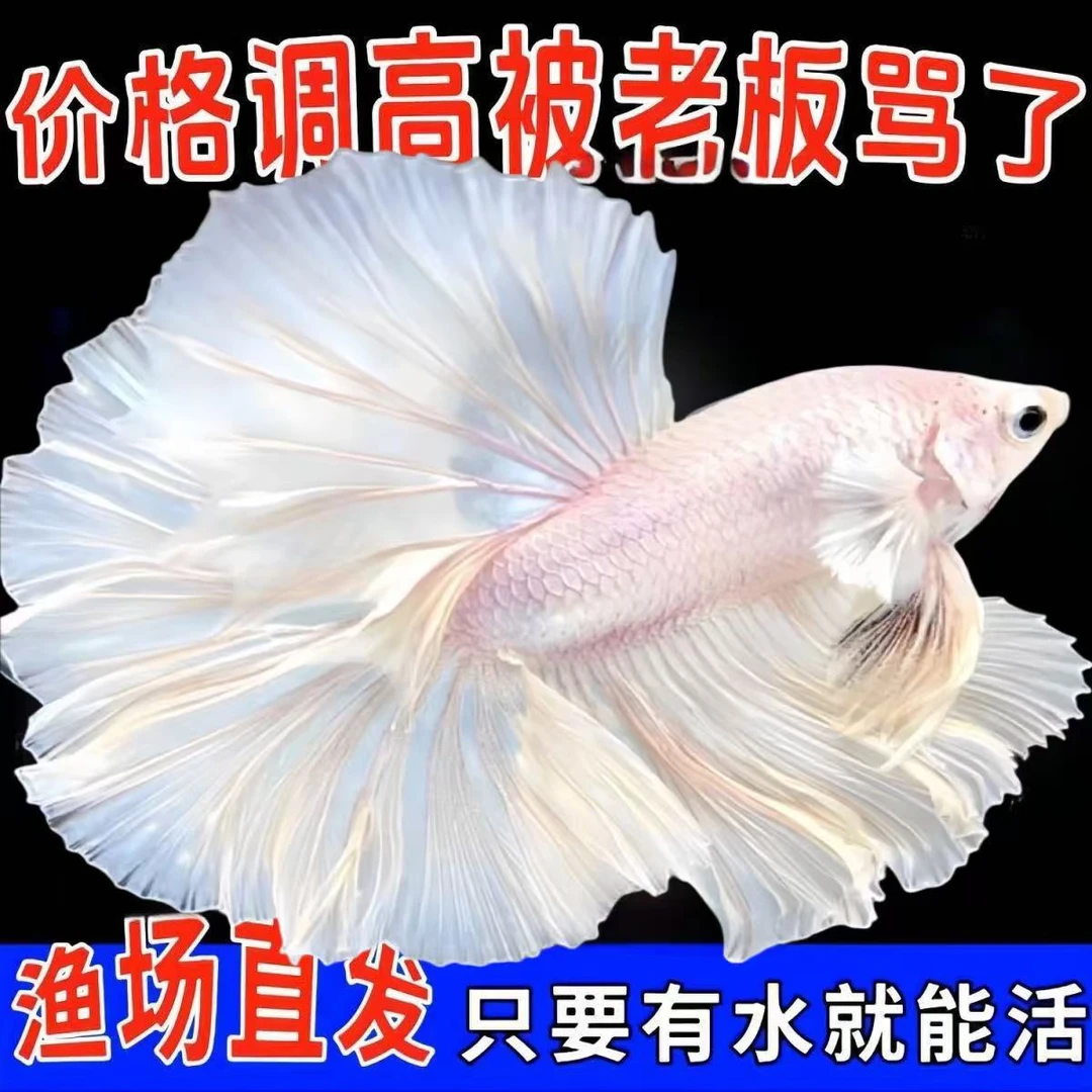 泰国斗鱼自来水鱼好养耐活小型热带鱼大尾巴鱼彩色五彩鱼好养鱼