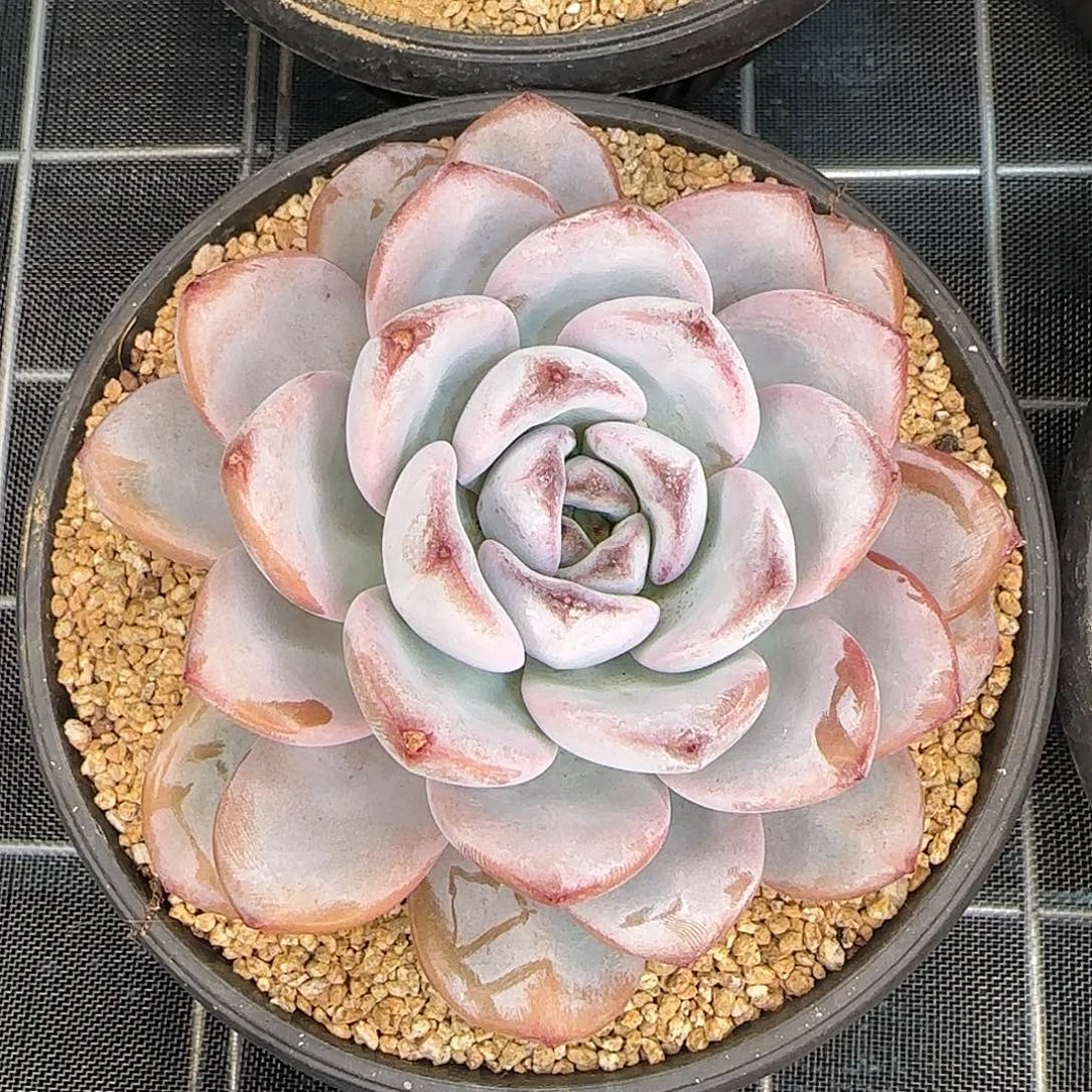 从前慢甄选多肉编号星星雪