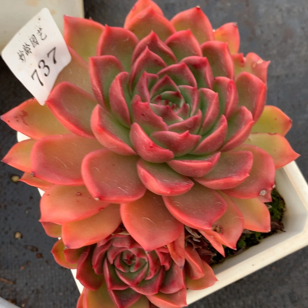 737杂交多肉12厘米