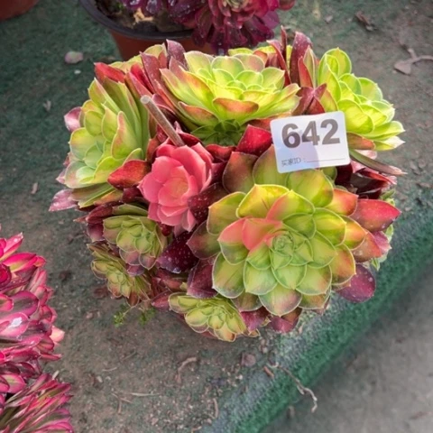 642韶华朵朵多肉