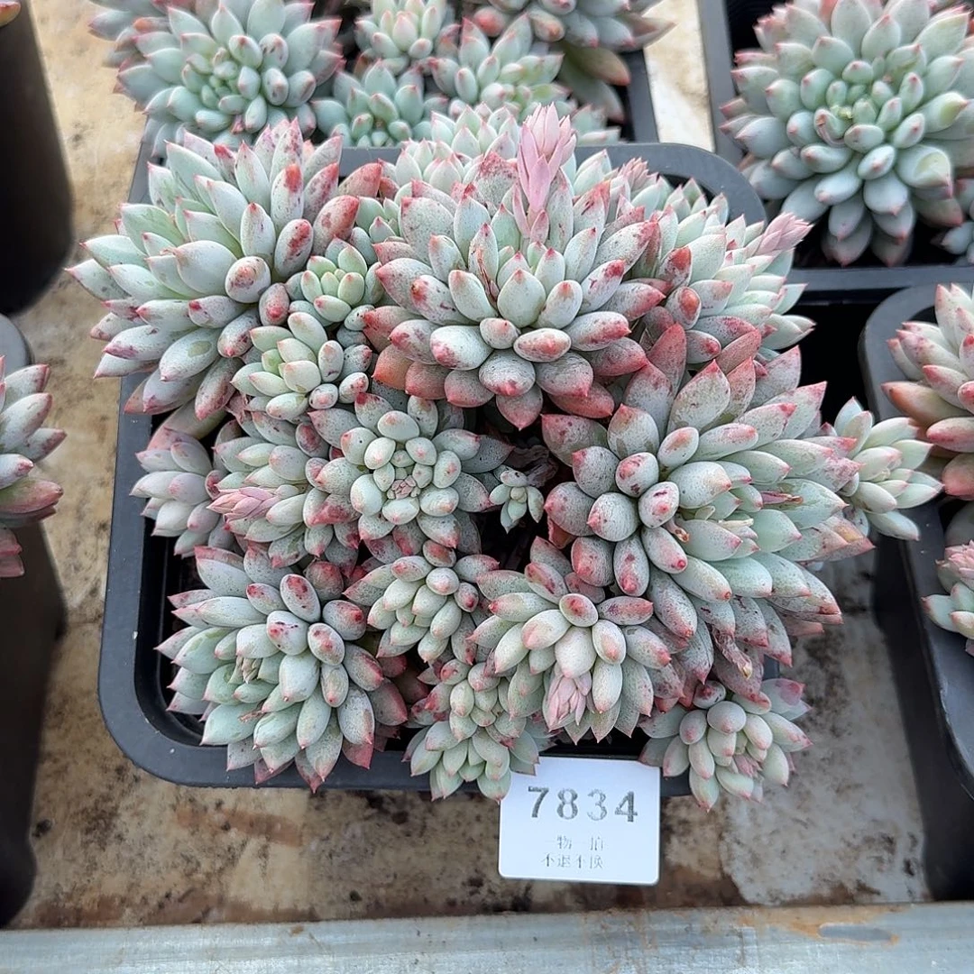 不***弃7834号明珠美人多肉