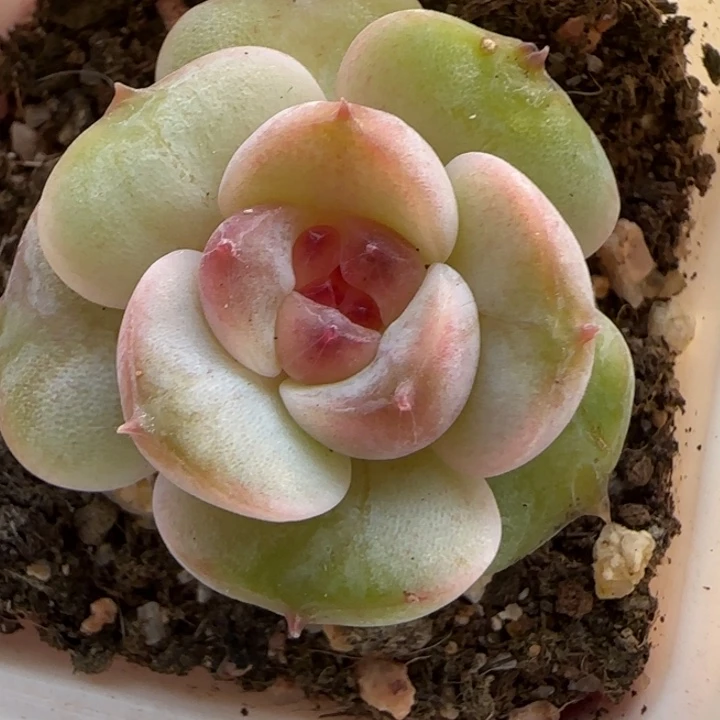 23 绝绝子多肉一棵