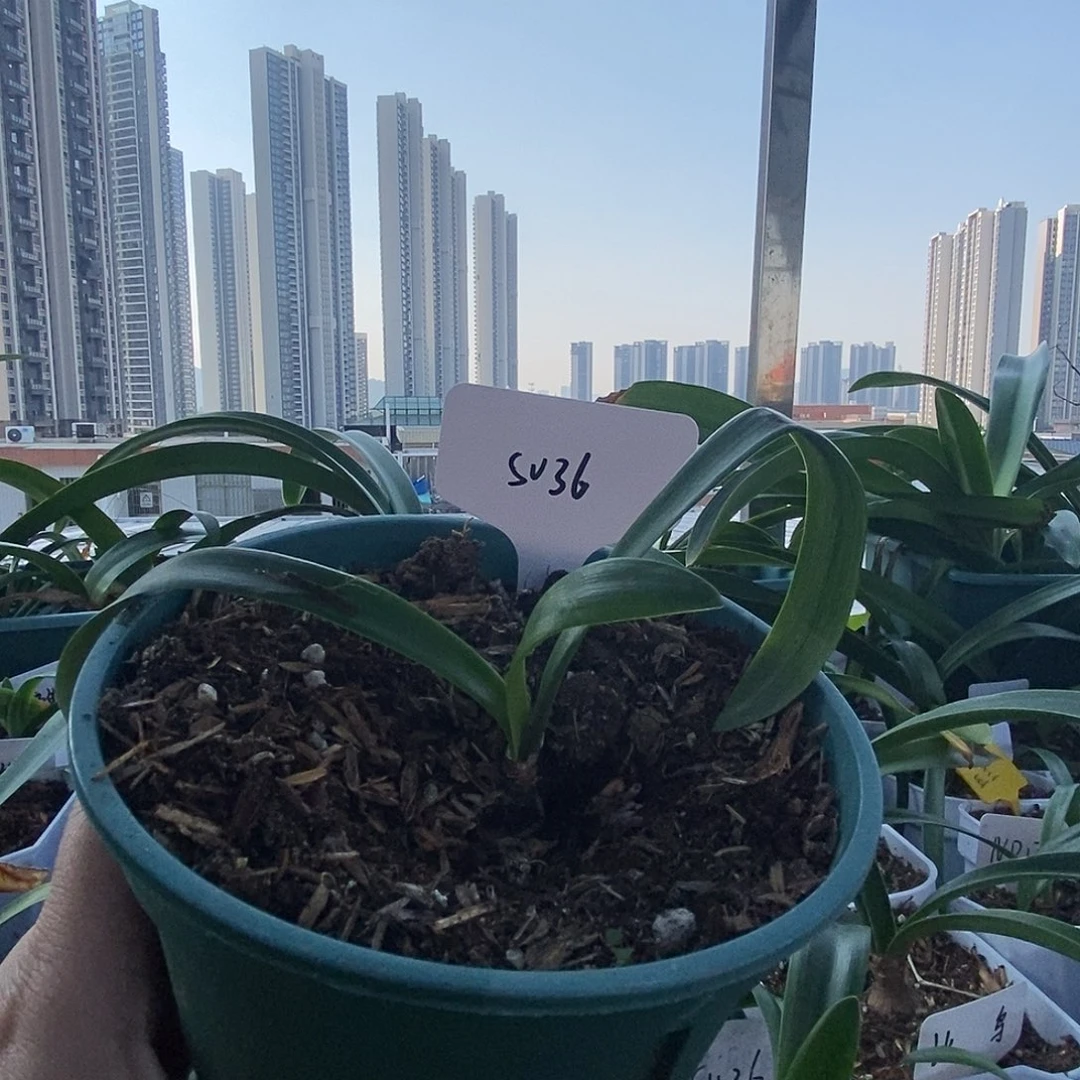 S孤挺花园 SV36 1.4cm