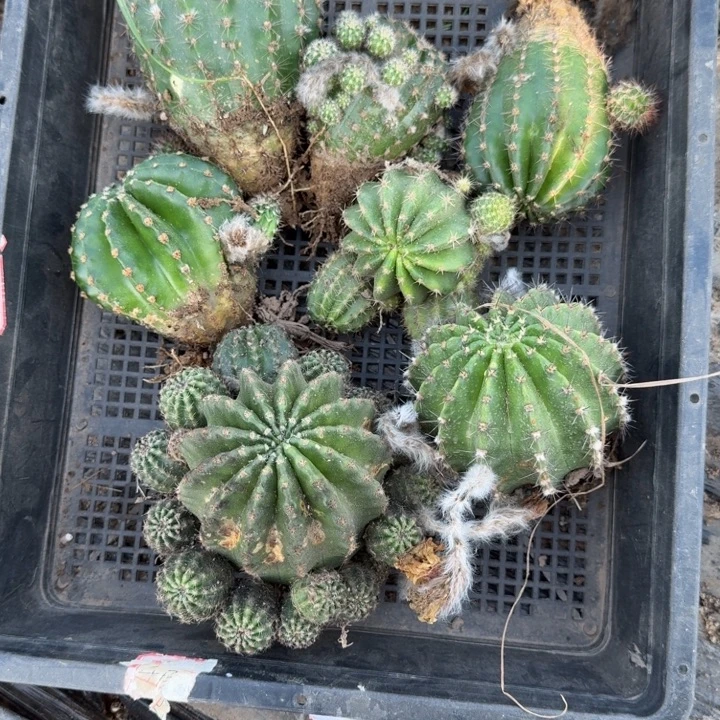 324筐拍彩草斑脱土发货