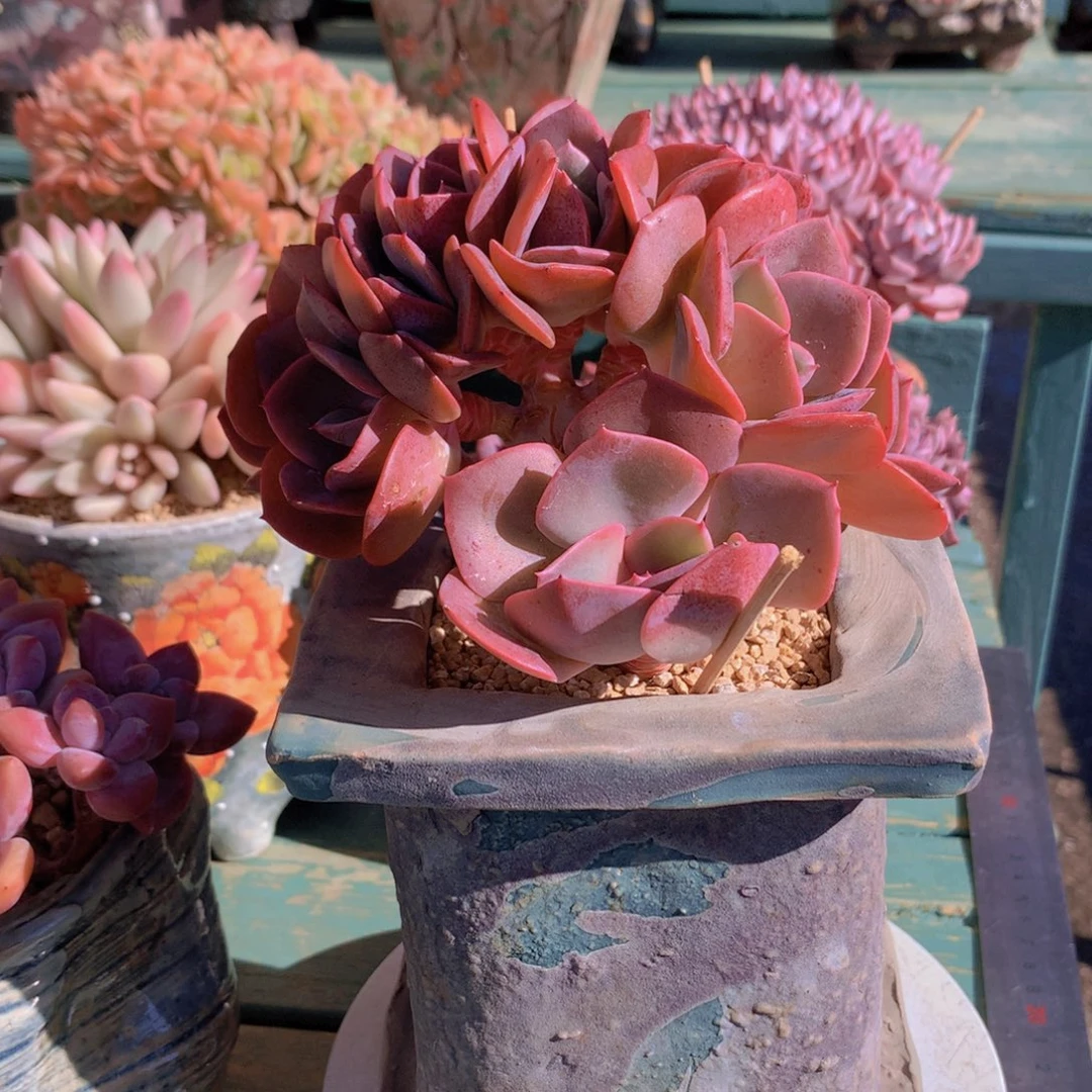 尘埃玫瑰自然群无砍老桩