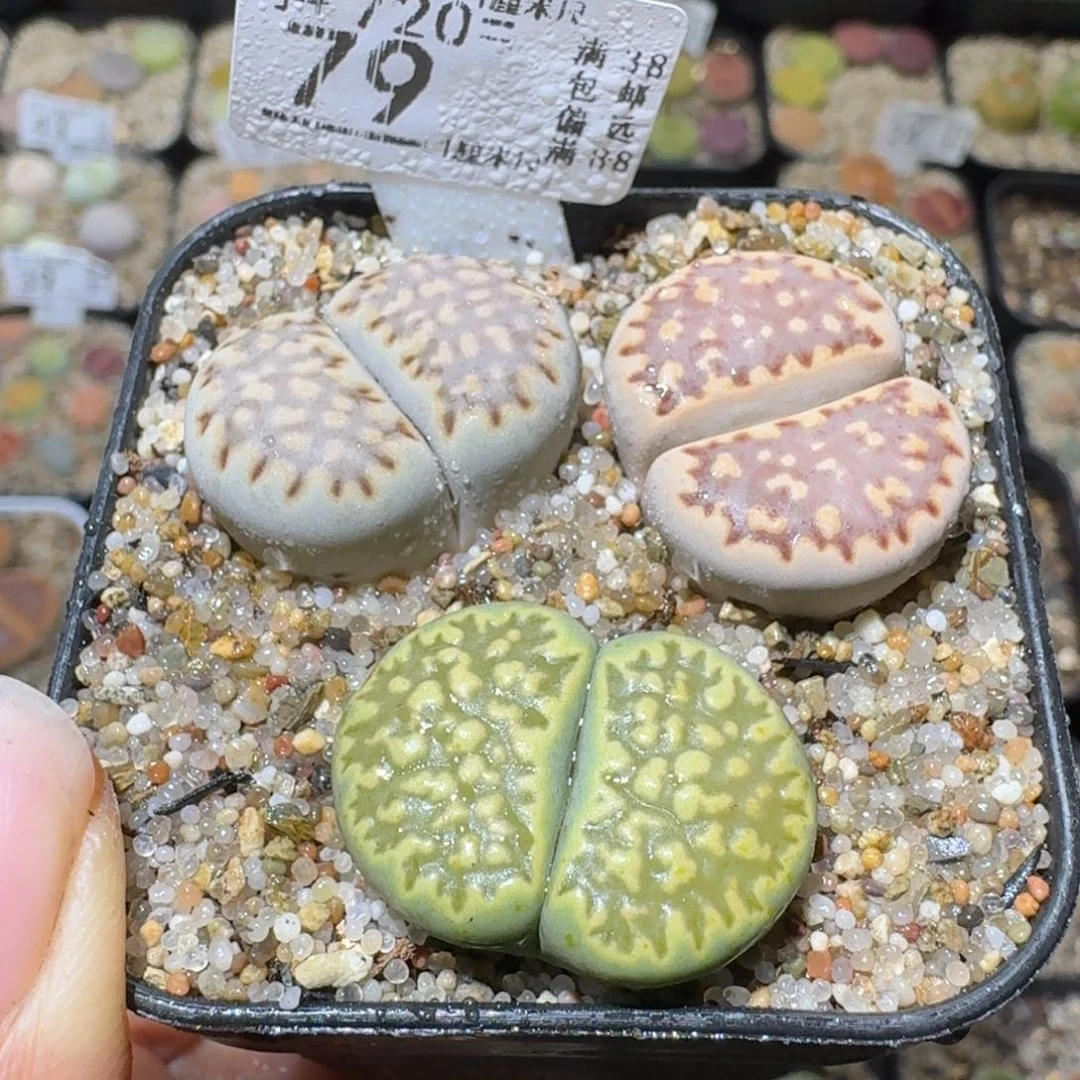 Sss清清清货了便宜79