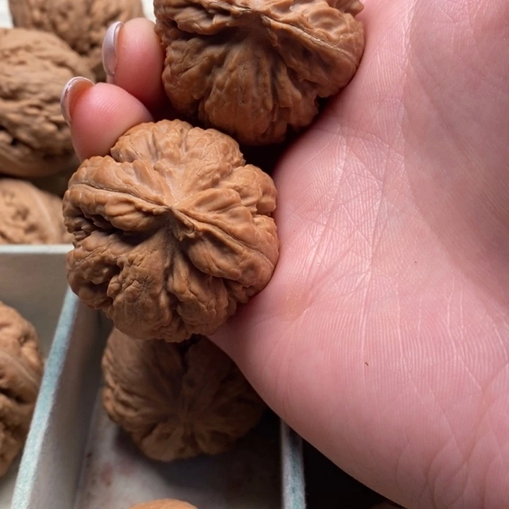 人***路霸王龙全品无修一刀没动