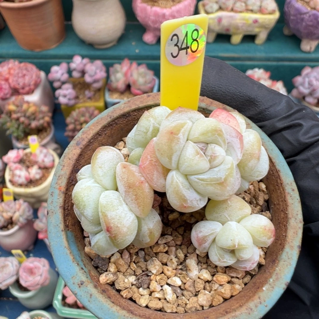 348冰玉自然群无砍