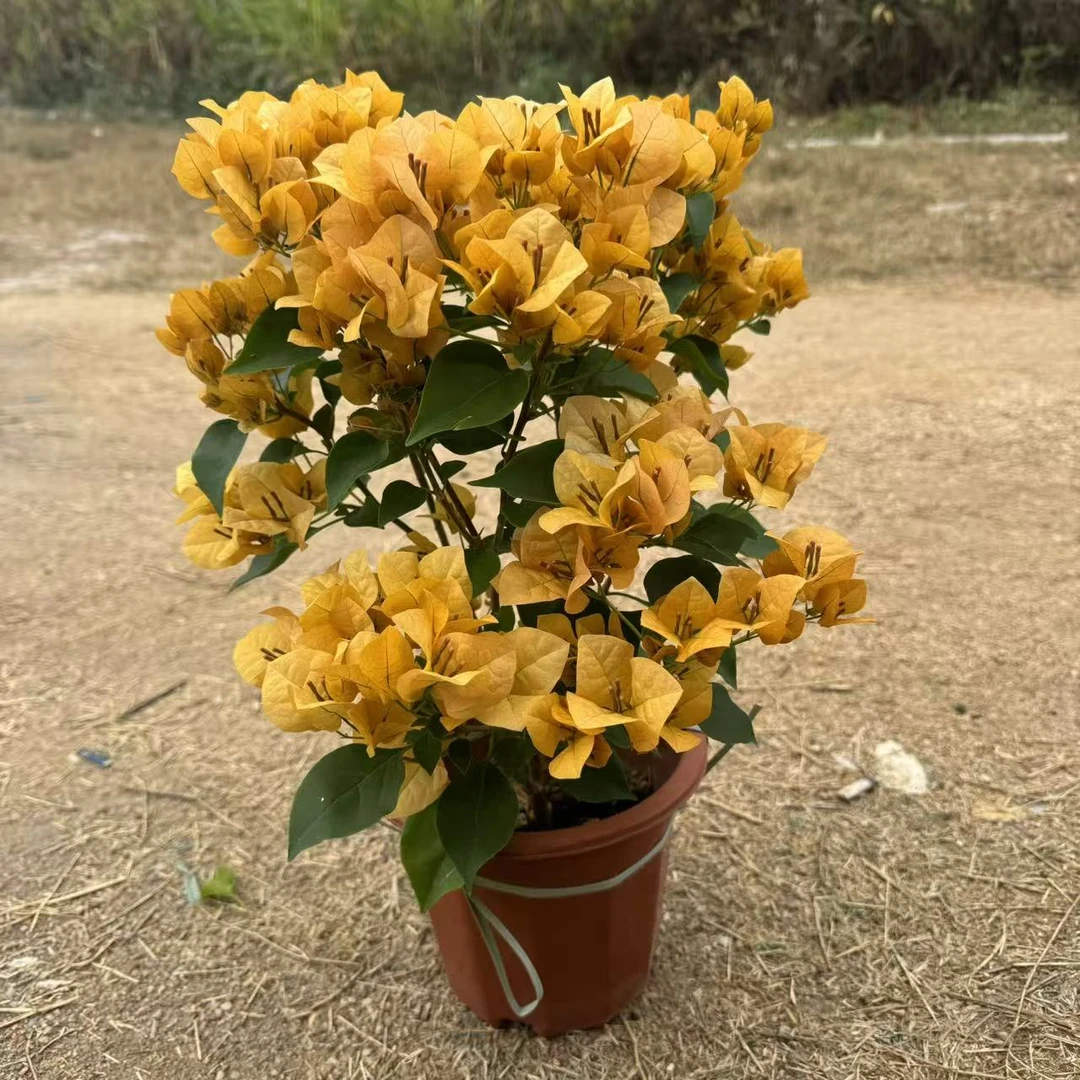 柠檬黄三角梅四季勤花飘枝爬藤垂钓基地直发