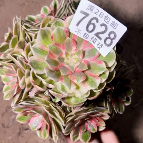 人***缘7628半糖荔枝多肉植物法师