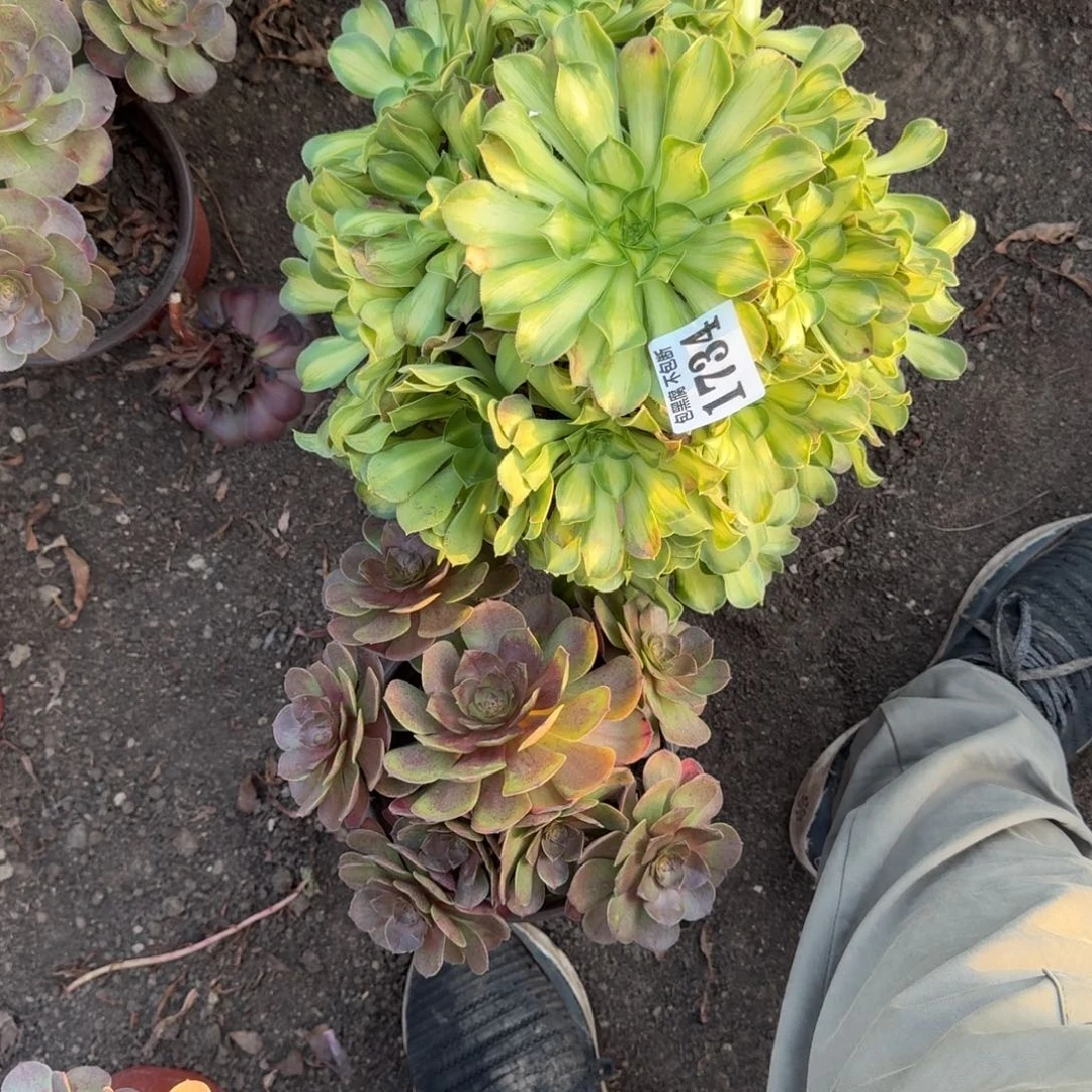 19-11法师韶华炽焰莲1734