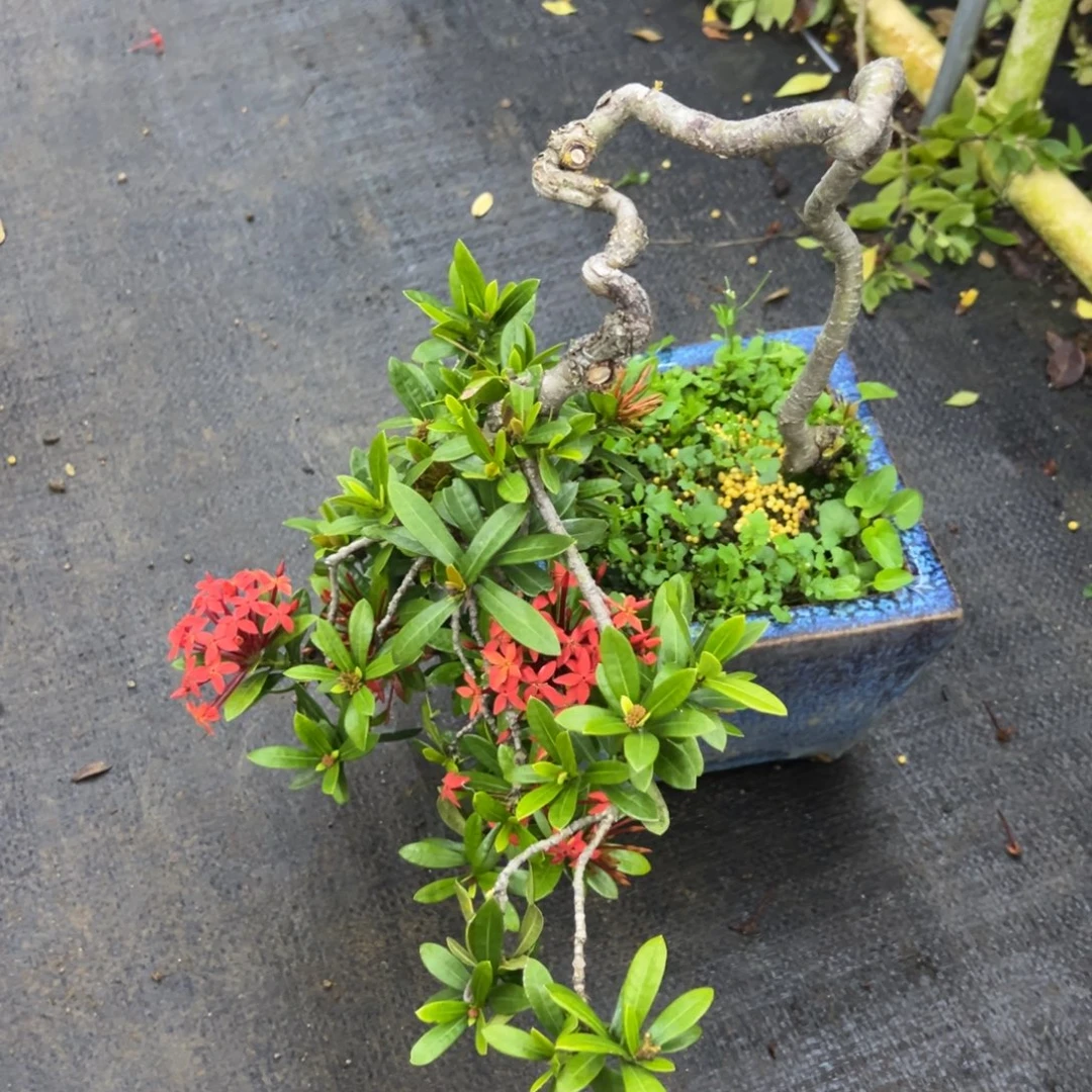 羽***伟无花朵龙船花盆景老桩