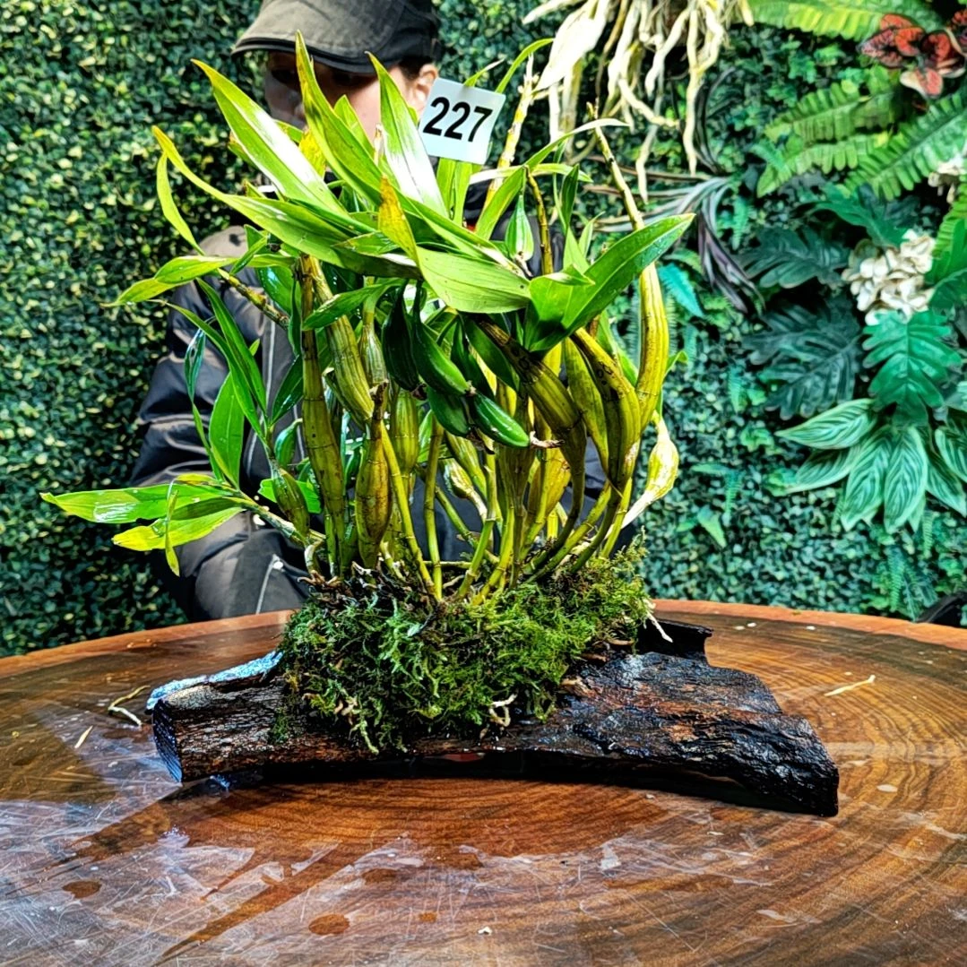 【闪购商品】227长苏花