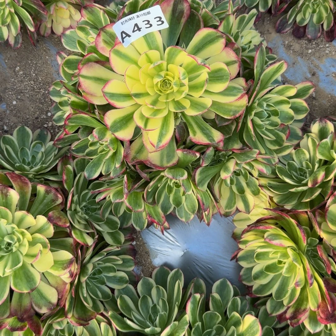 痞***板433海鲜到秋。多肉植物