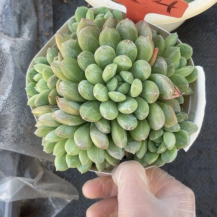 两单包邮，一物一拍464百达翡翠