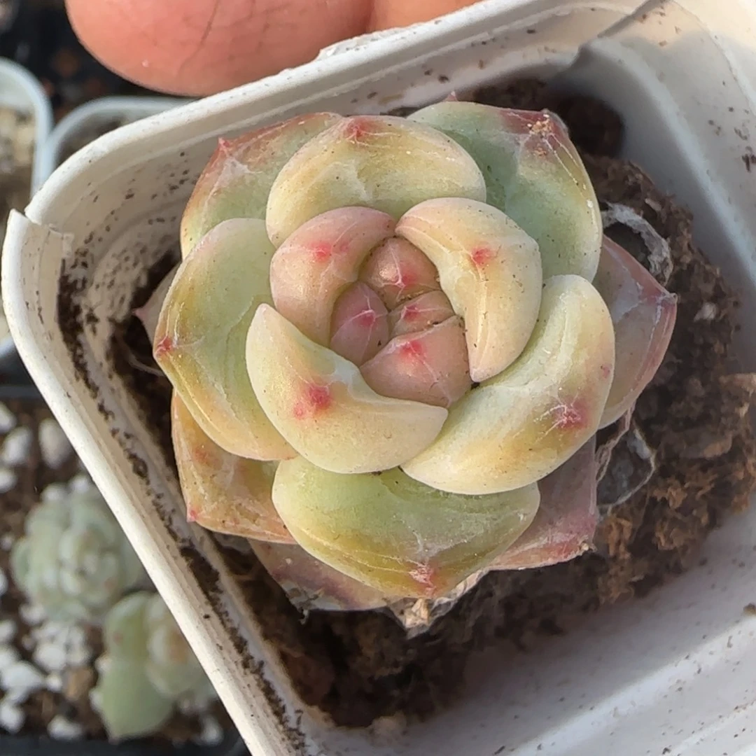 多肉小卡拉米糖心一物一拍