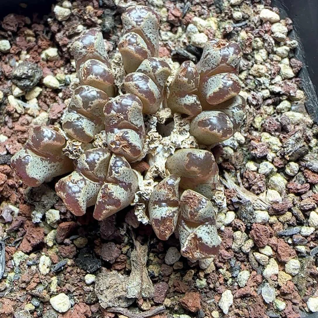 蝴蝶勋章。     53927