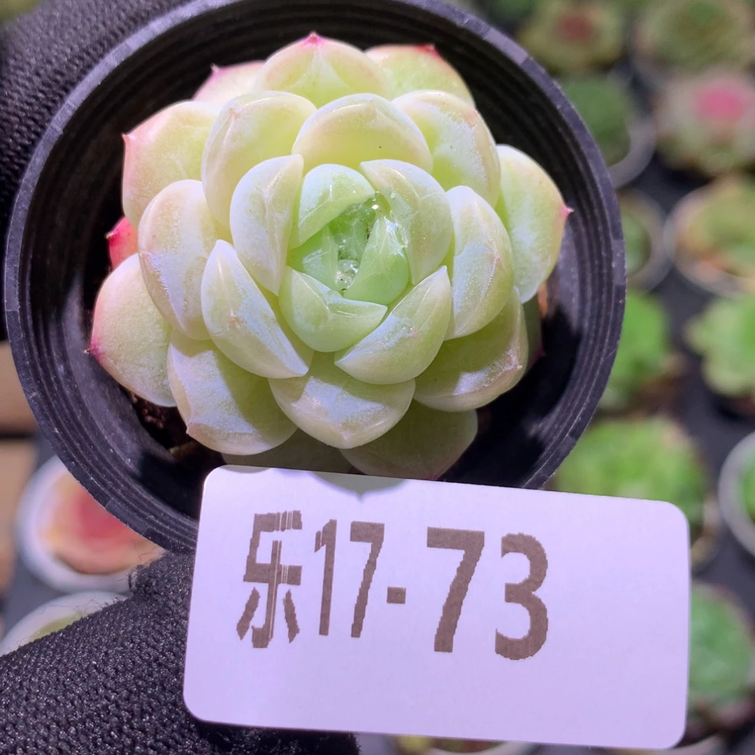 乐然17-73 单头新品