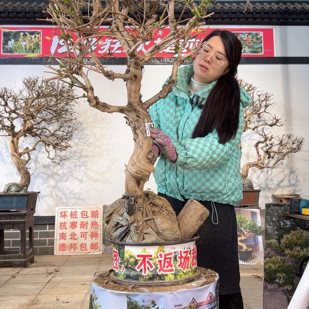 无花朵金银花888888