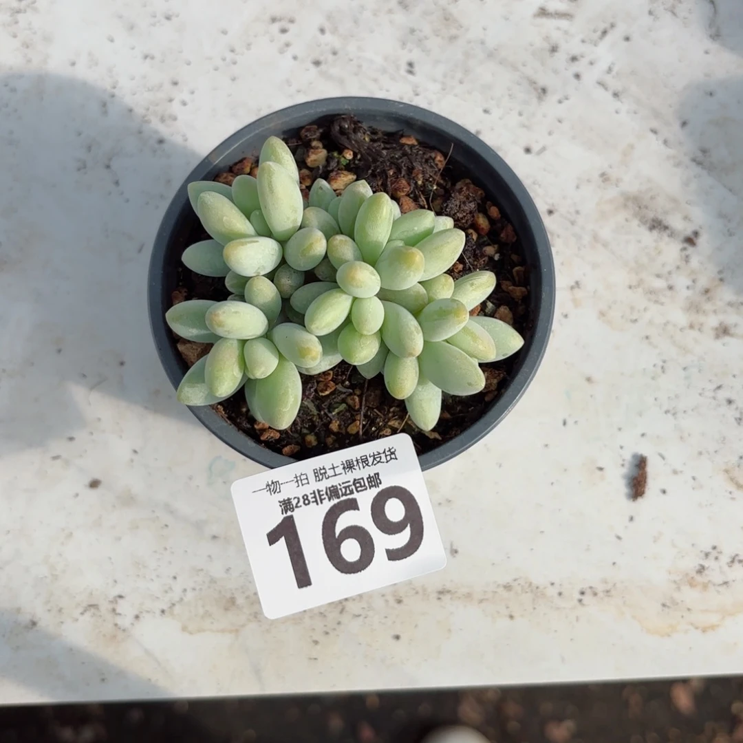 白兰地无盆土发货