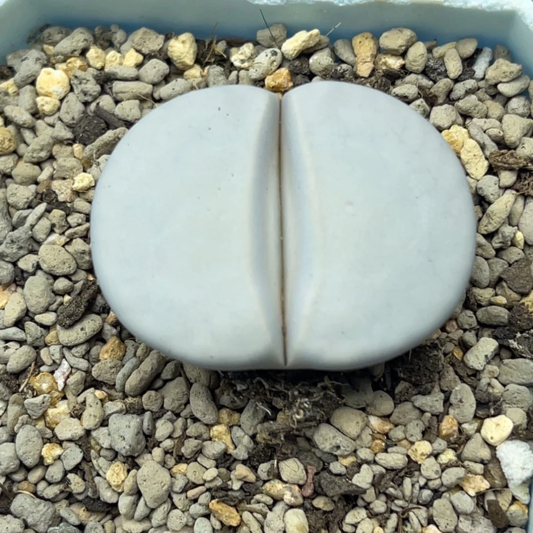 4718白曲母本一颗尺寸3.6