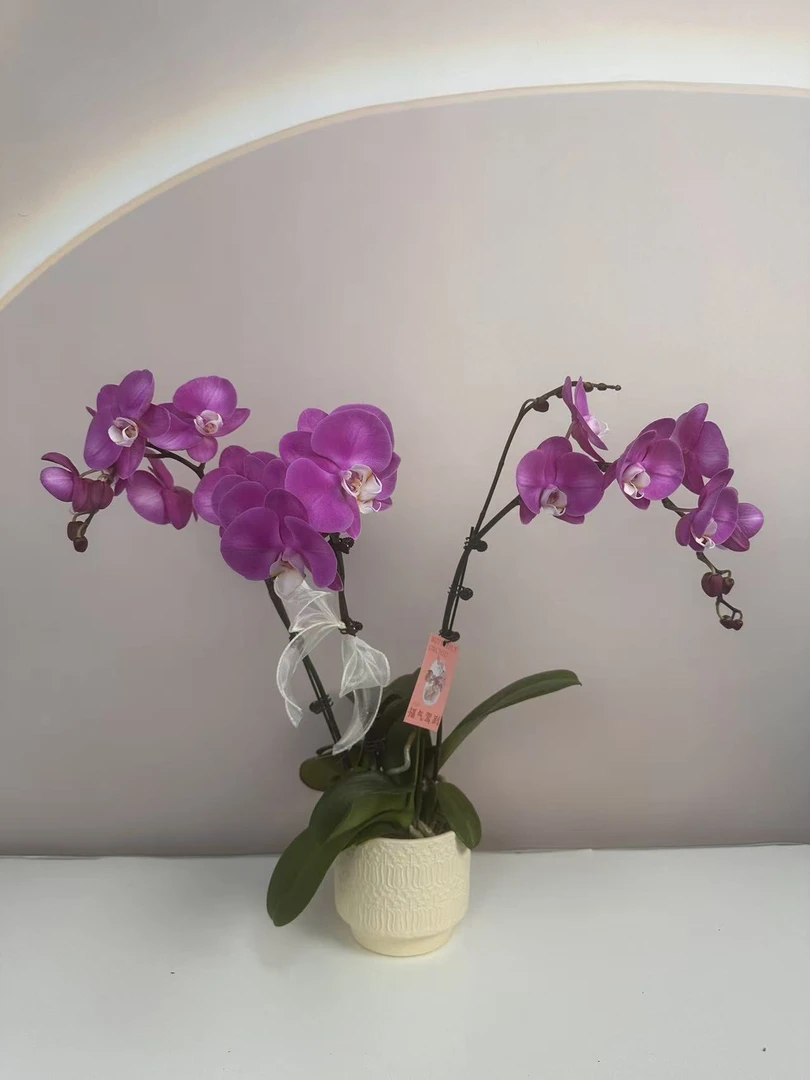 精品蝴蝶兰【素心】鲜花盆栽好养活多样性发货
