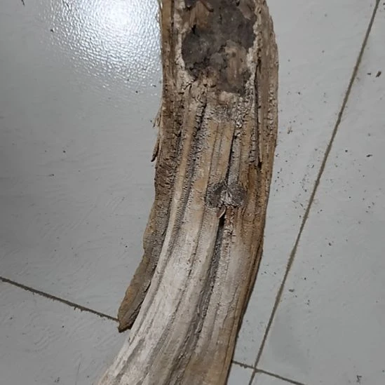 古***生太行崖柏陈化碳化香料