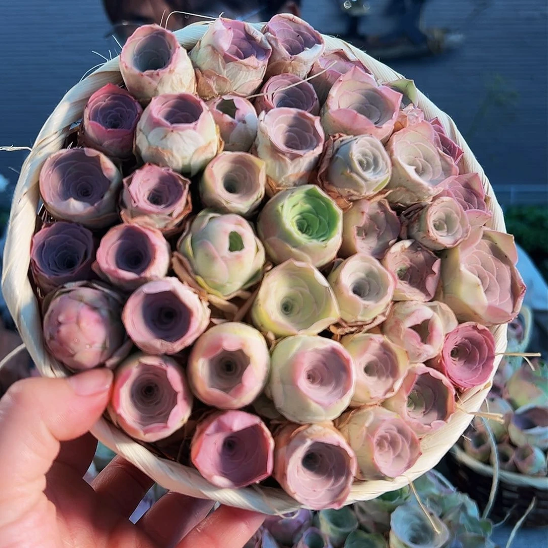 一*中山地玫瑰花篮。B406.406