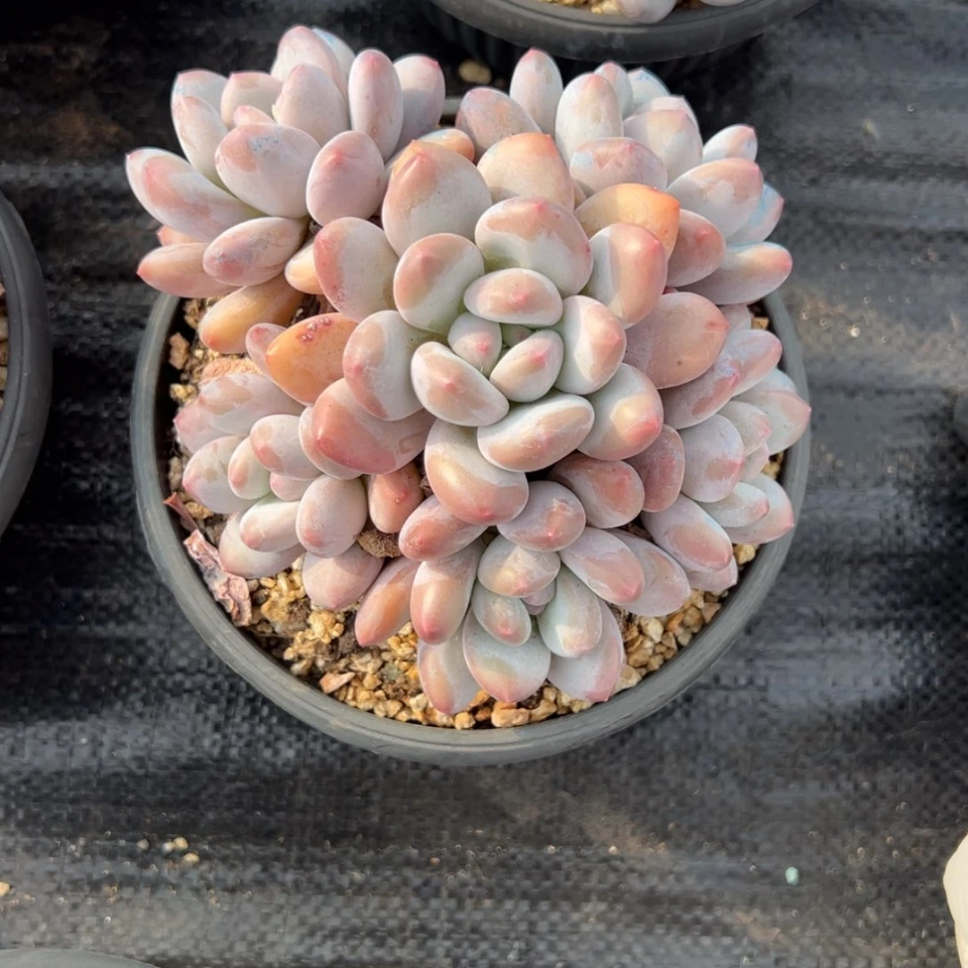 ****明香水多肉一物一拍