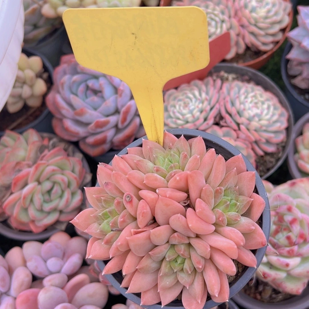 福利来了来了来了来