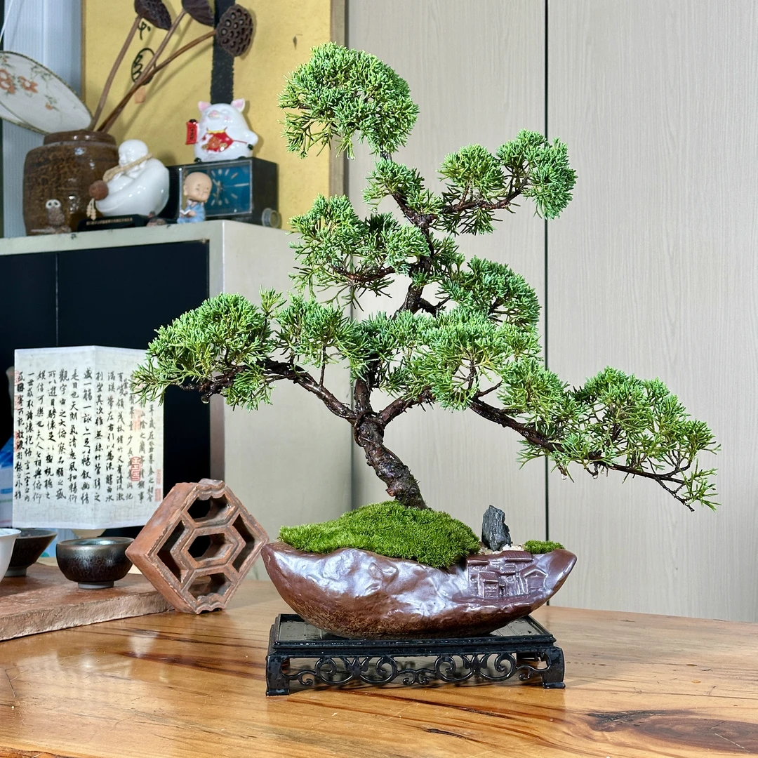 真柏迎客松高端造型桌面室内高档绿植松柏文人盆景中式盆栽好养