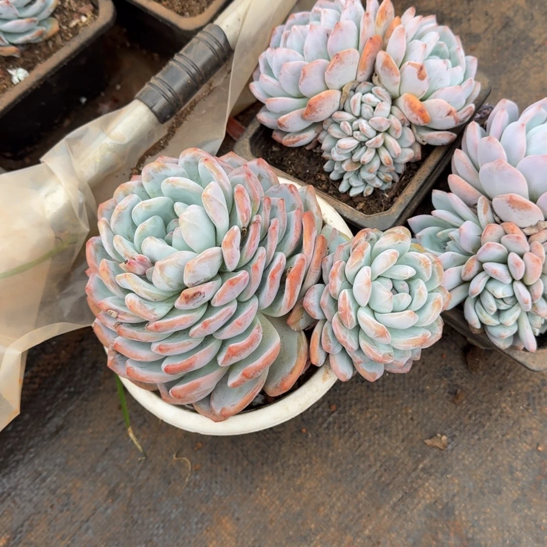 小****单头带飘枝橙梦路