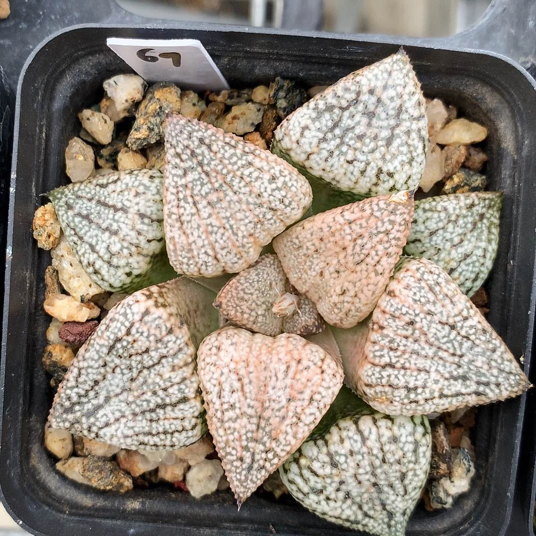 实生白银，一物一拍，7-69