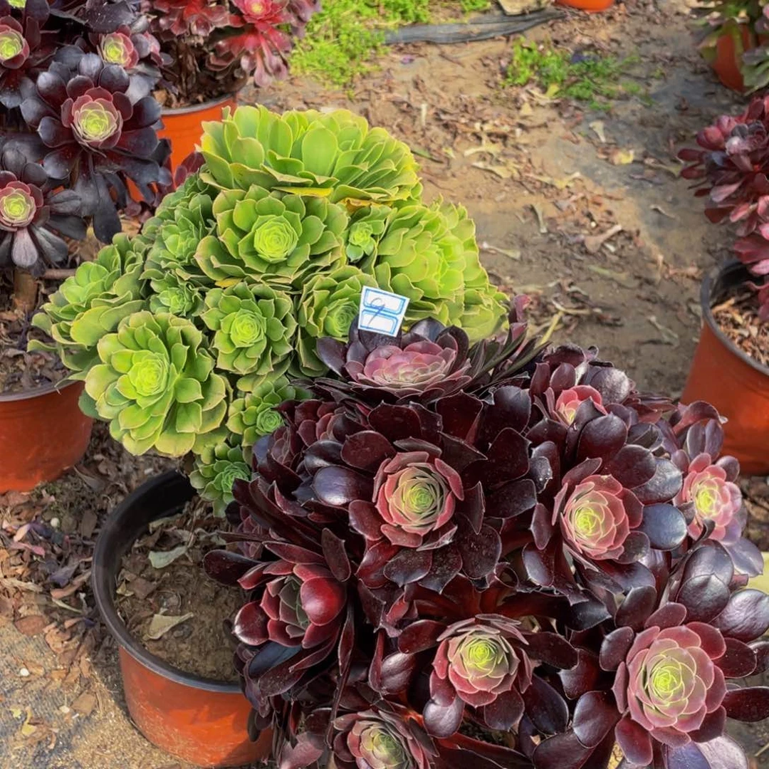 9鲜花老桩一对不包断枝造型