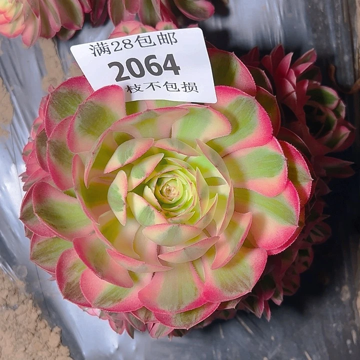 无花朵2064荔枝多肉植物2号