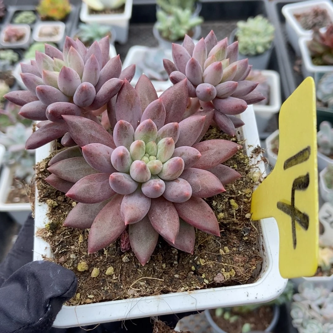 14车厘子多肉植物多肉
