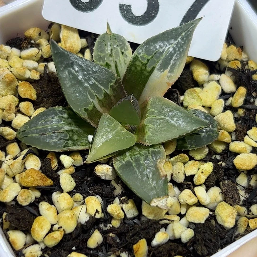 酒吞童子锦十二卷多肉植物