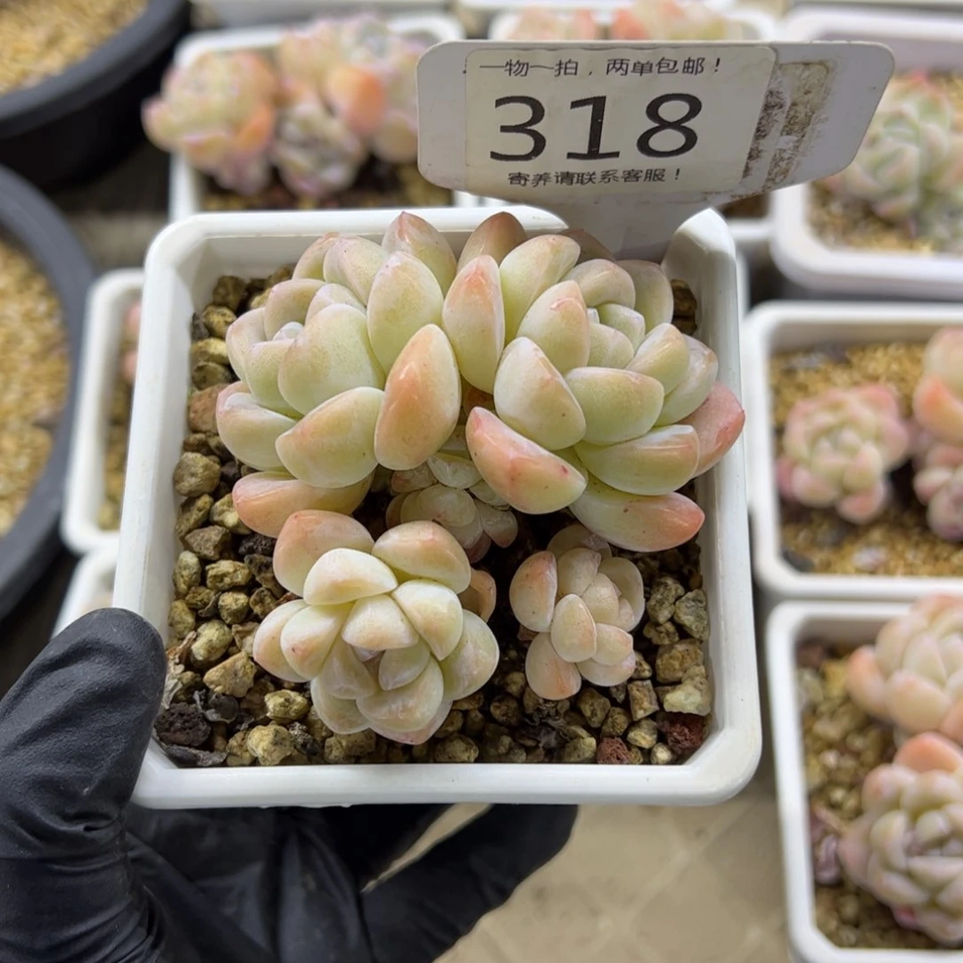 红陶豆*糖318号多肉植物