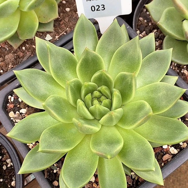 023-直播福利 东云