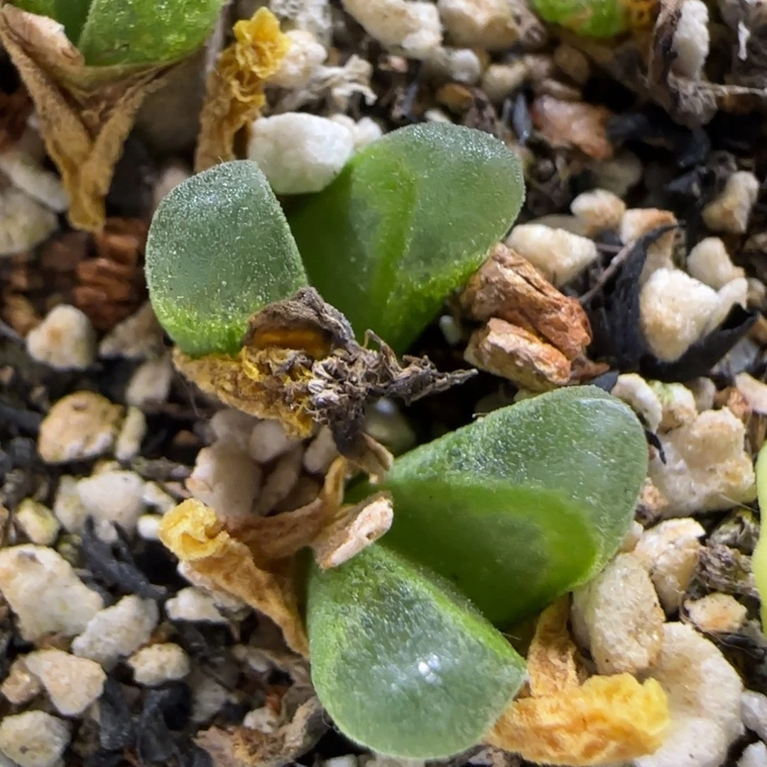 6.13。 冰风铃。 高腿。9001