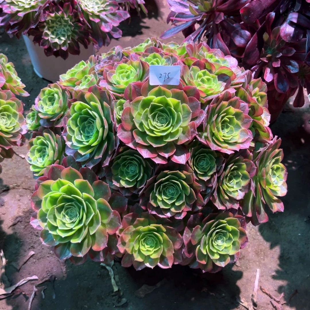 多肉植物奶白275