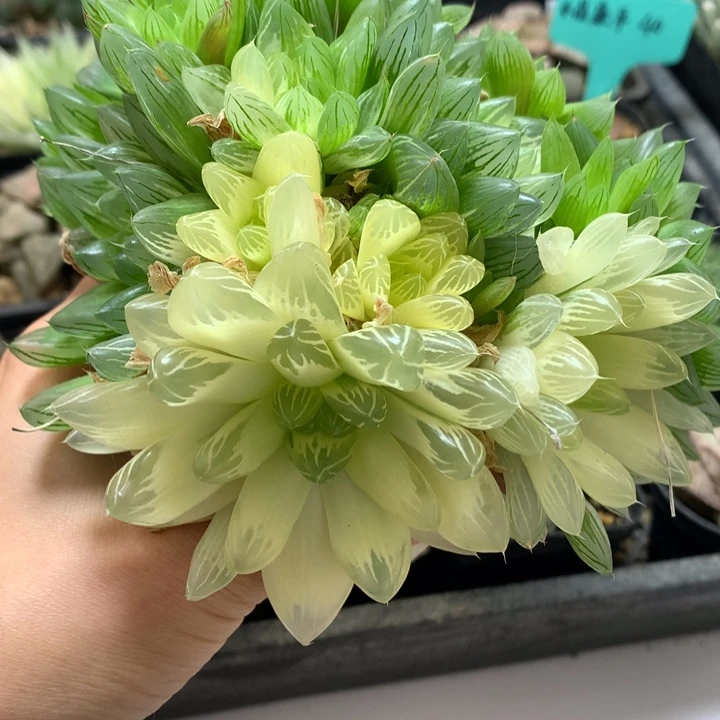 糊斑头花火玉露锦带盆土