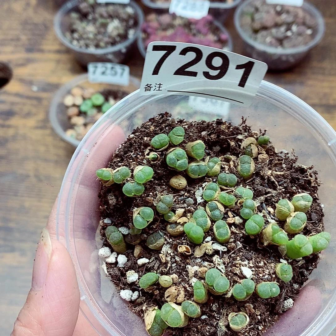 7291樱花粉樱风铃