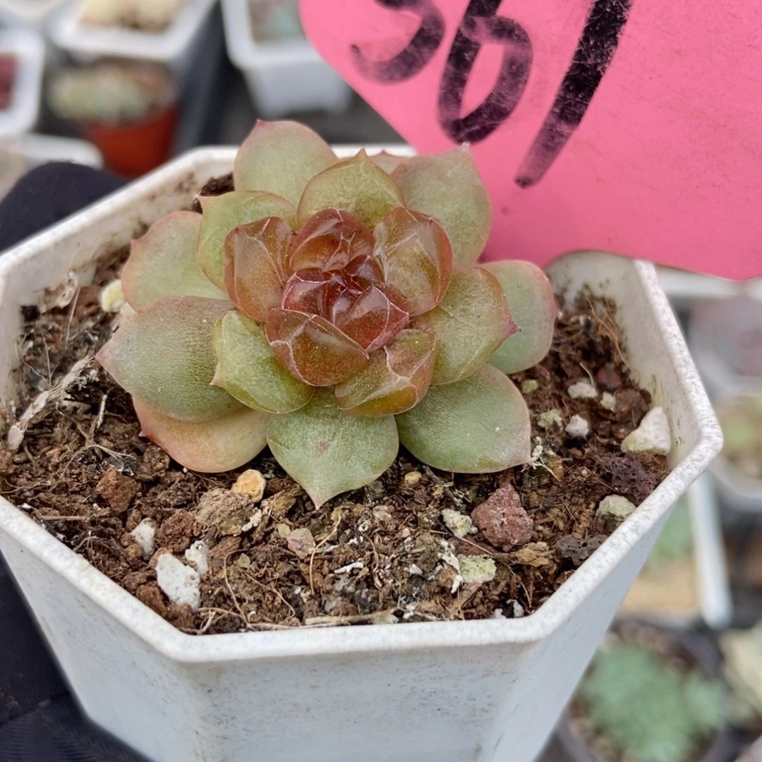 561红恋多肉植物多肉