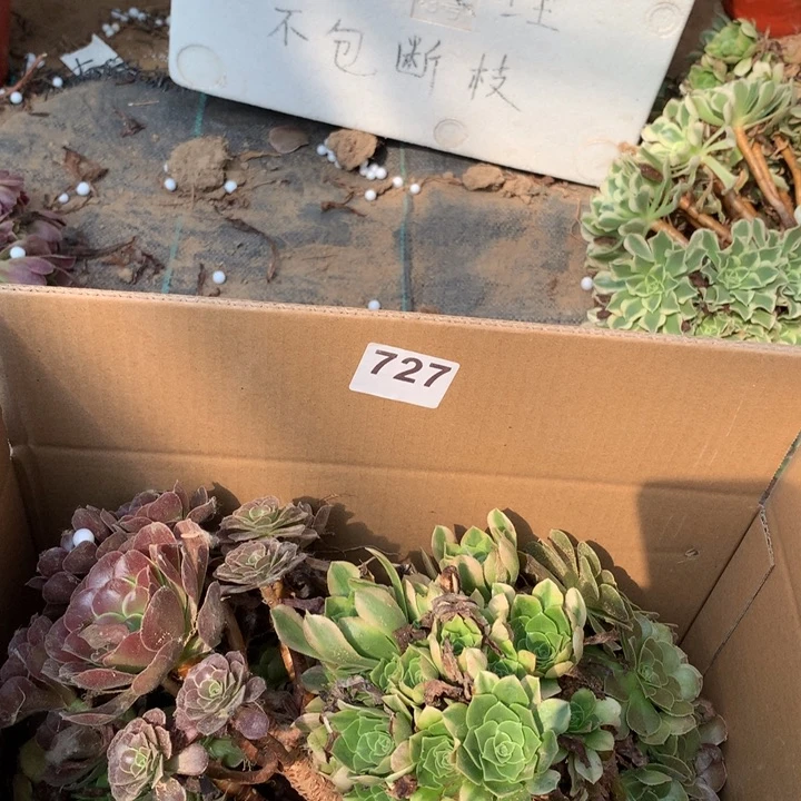 727四颗法师多肉