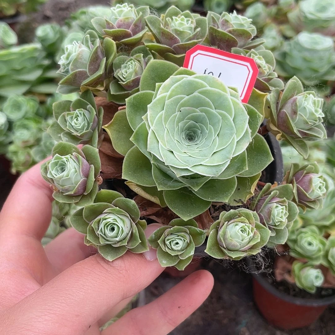 山地玫瑰多肉 591